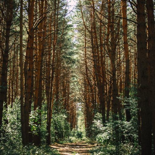 Finding the peace within